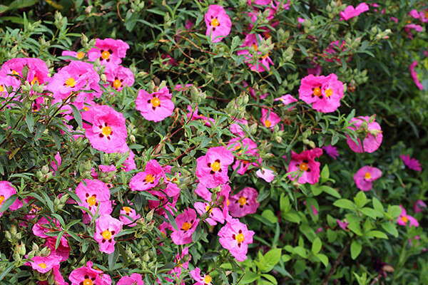 pink orchid rockrose summerwinds california